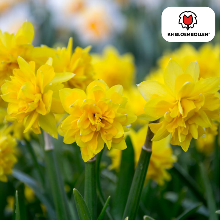 Narcissus &