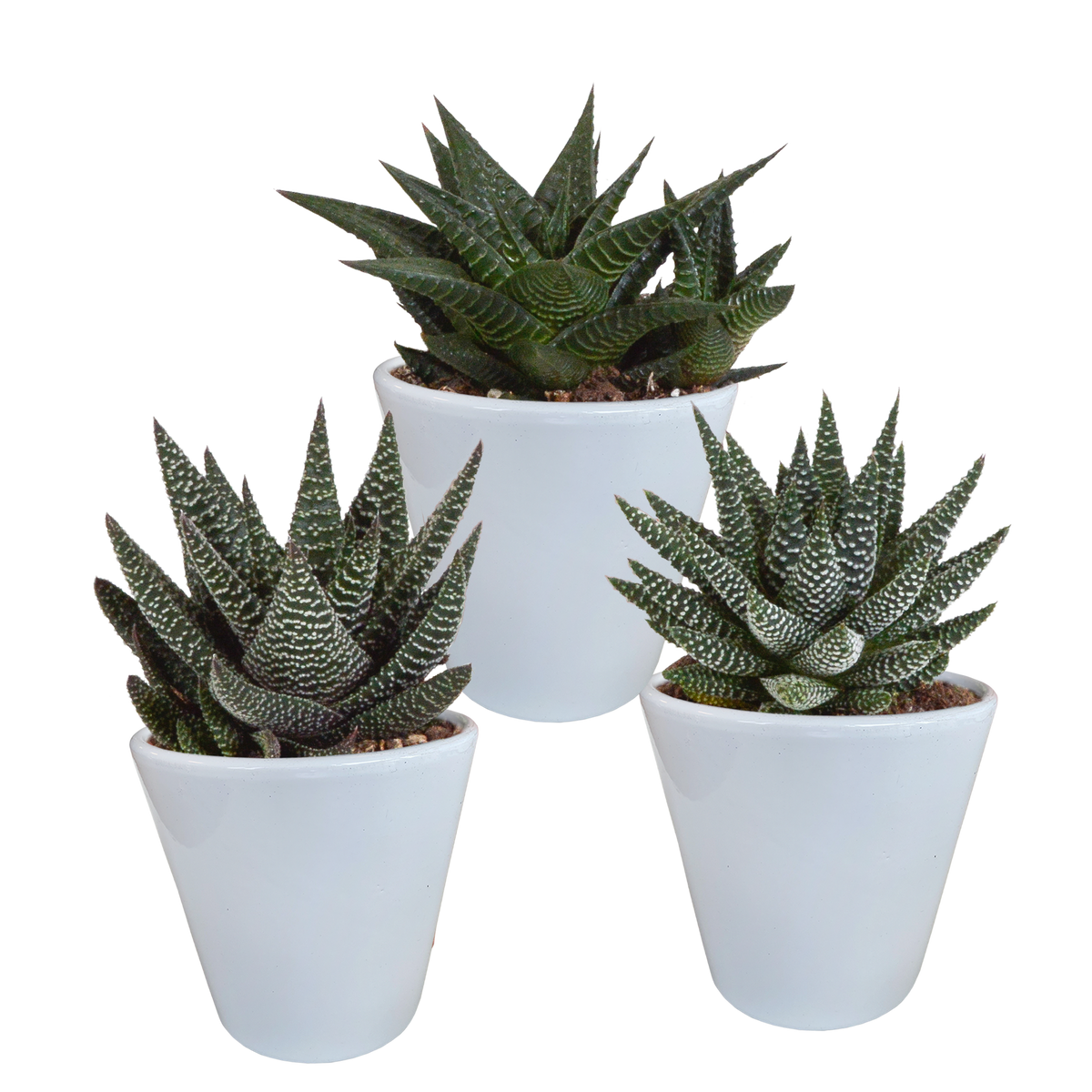 Productafbeelding van Pureplant