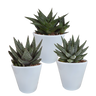 Gasteria/Haworthia mix
