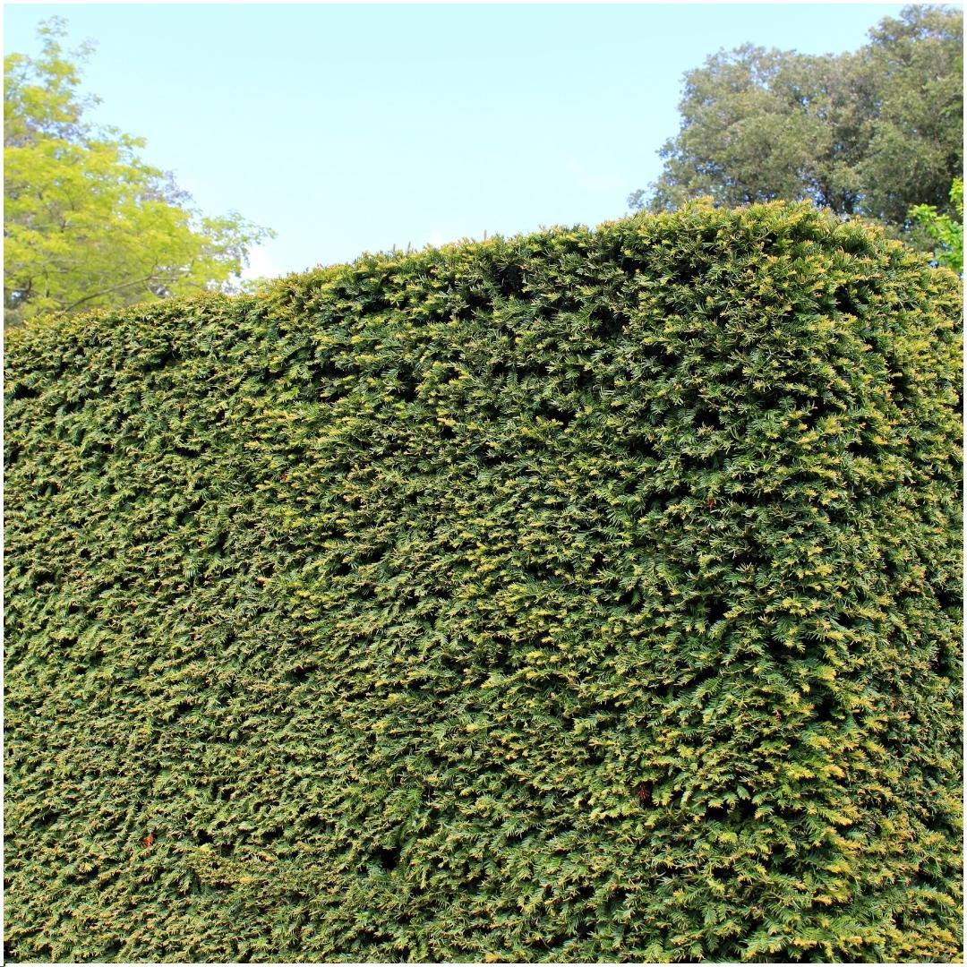 Venijnboom Taxus media 'Groenland', 6 planten voor 1 meter, detail van het blad