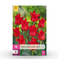Tulp Greigii Red, detail van het blad