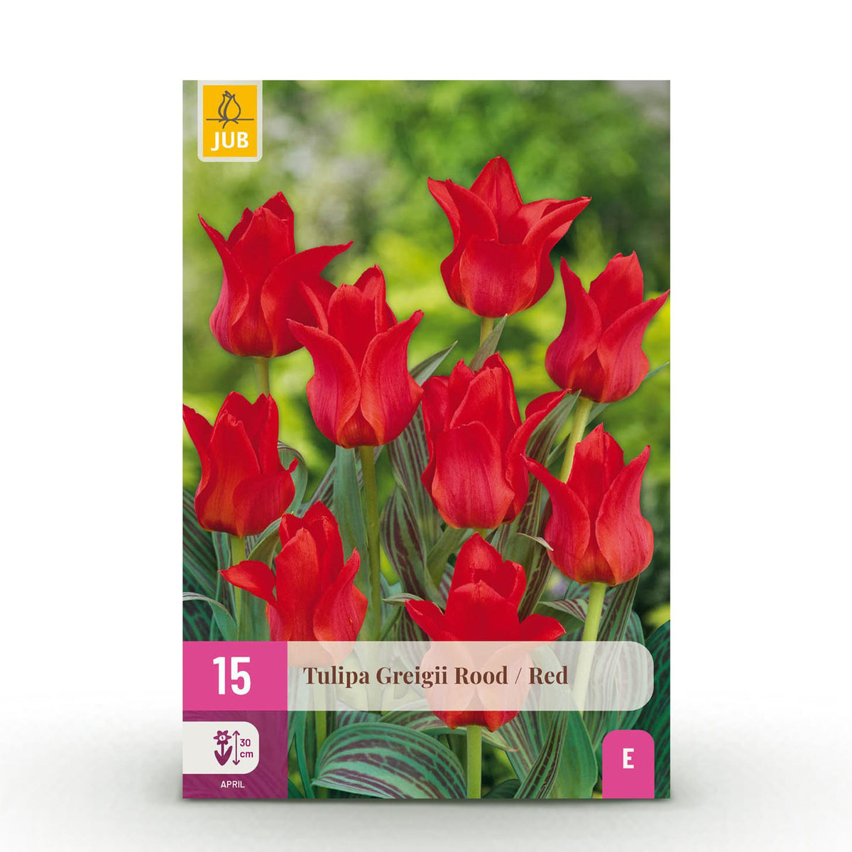 Tulp Greigii Red, detail van het blad