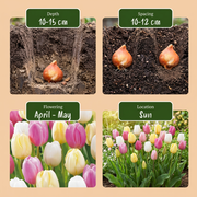 Tulp Sorbet mix bloembollen, foto 4