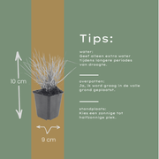 Sesleria autumnalis