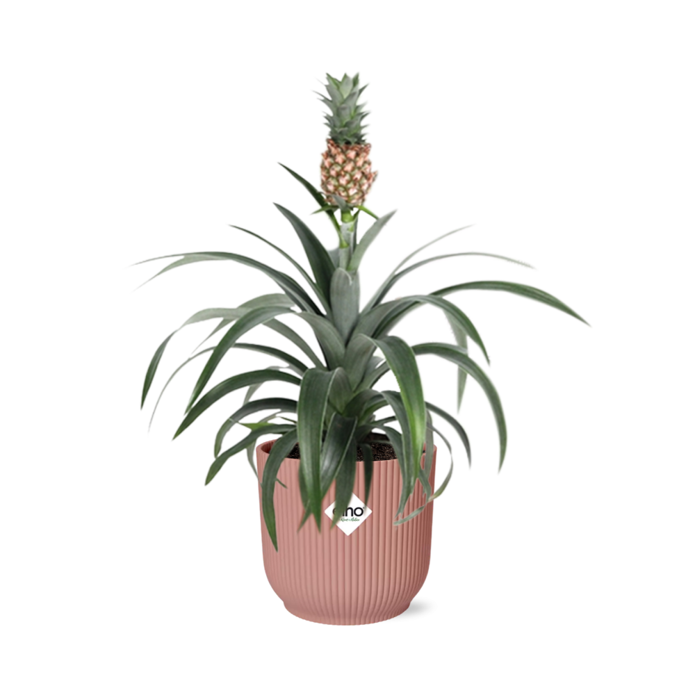Productfoto van Mother's Day