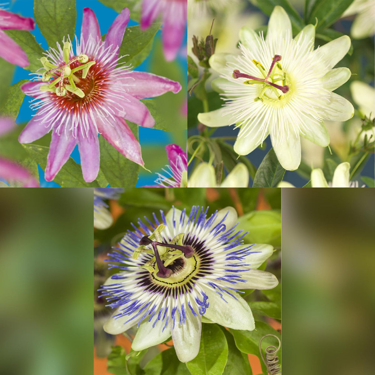Passiflora Tricolour, groene bladeren