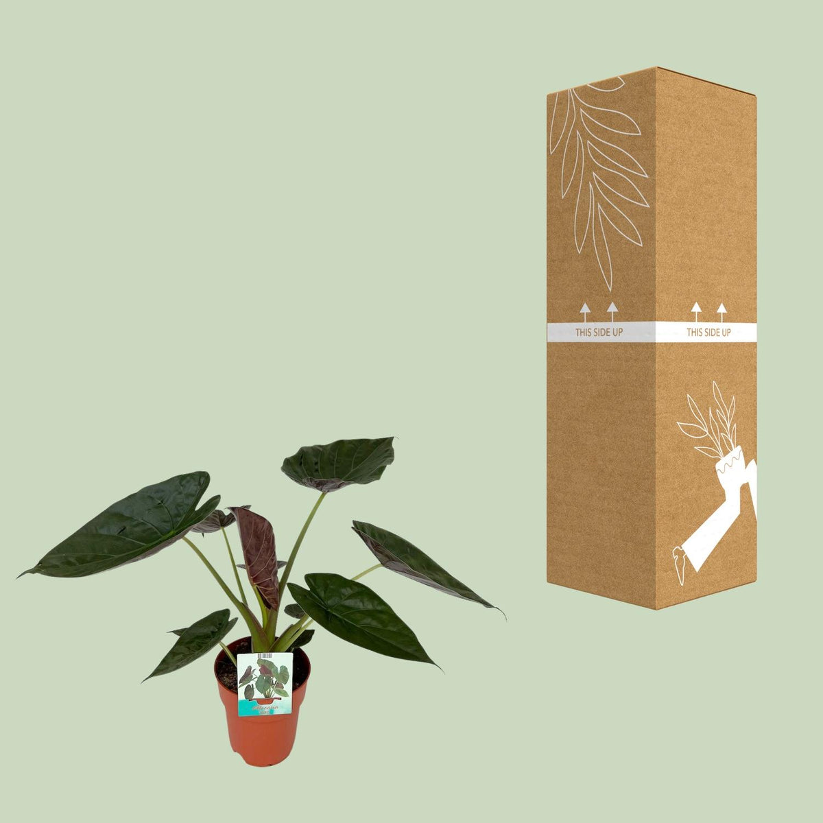 Productafbeelding van Pureplant
