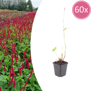 60x Persicaria a. &