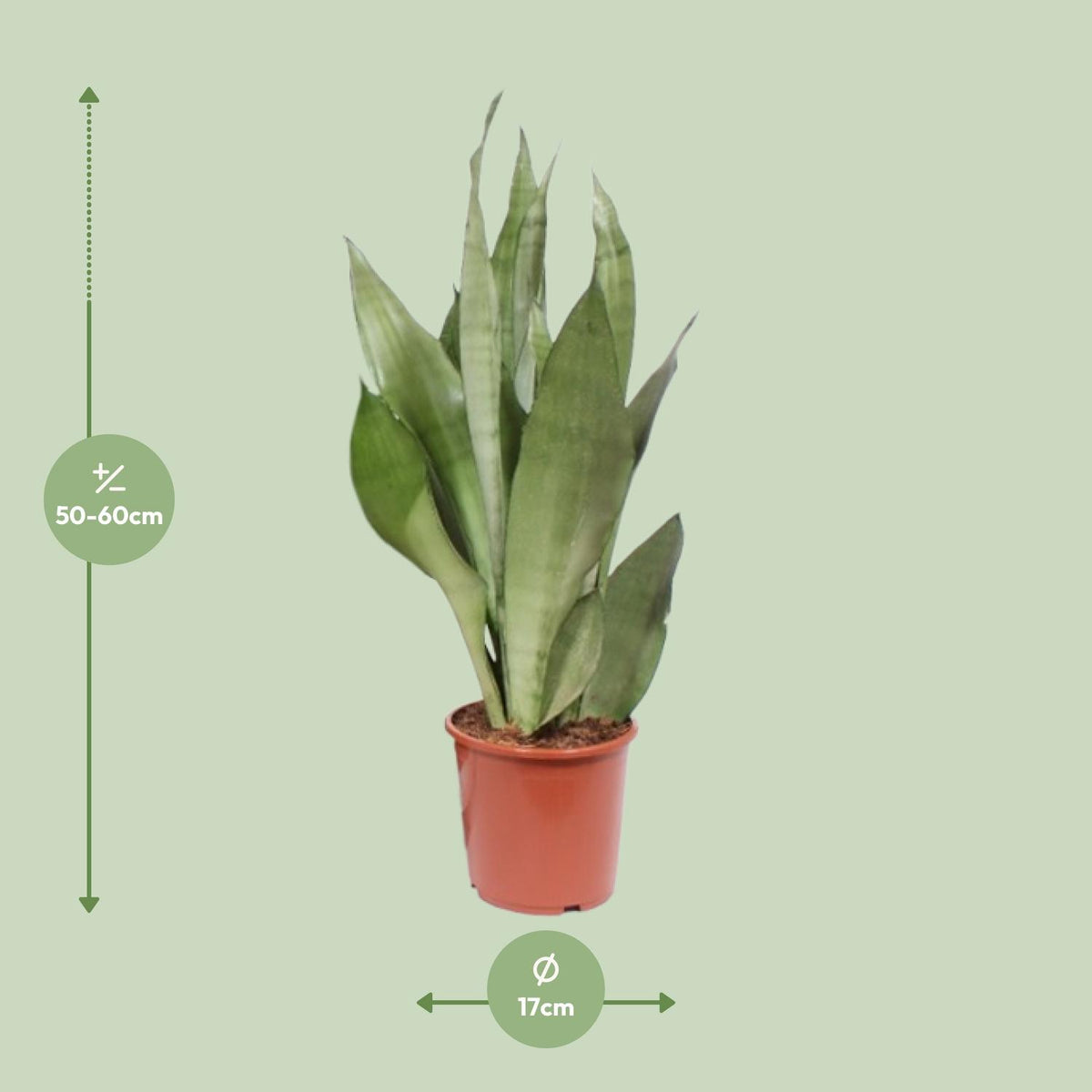 Sansevieria Moonshine, detail van het blad