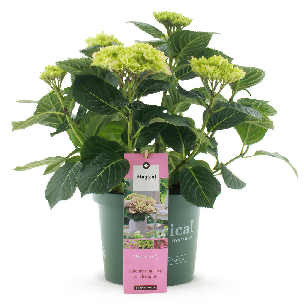 Hortensia Hydrangea Magical Jewel Pink, kenmerkend blad