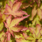 Acer palmatum Sangokaku, groeiwijze van de plant