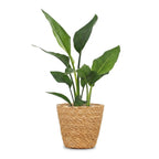 Strelitzia Reginea - Paradijsvogelbloem met Zeegras Mand, detail van het blad