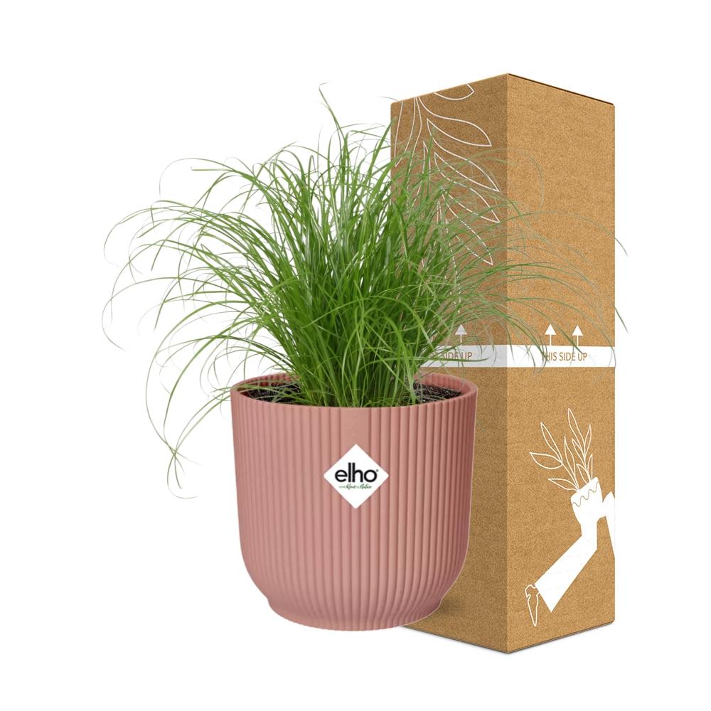 Detailfoto van Cyperus Alternifolius Zumula in ELHO Vibes Fold 14cm roze