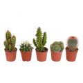 Cactus mix, plant in pot