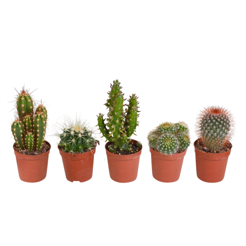 Cactus mix, plant in pot