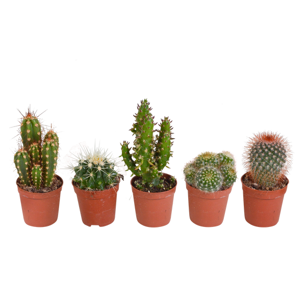 Cactus mix
