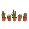 Cactus mix
