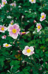 24x Anemone tom. 'Robustissima'