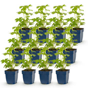 Ridderspoor (P) Astolat, met roze bloemen (12x)
