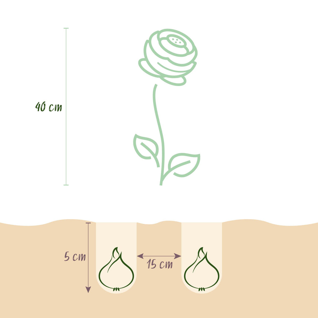 Ranunculus Pastel Mix, groene bladeren