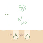 Freesia Double Mix, groene bladeren