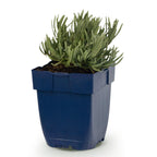 Lavandula ang. Rosea - Lavendel - Geurend - Roze, plant in pot