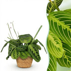 Maranta Fascinator Lemon Lime met mand, detail van het blad