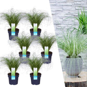 6 x Carex comans &