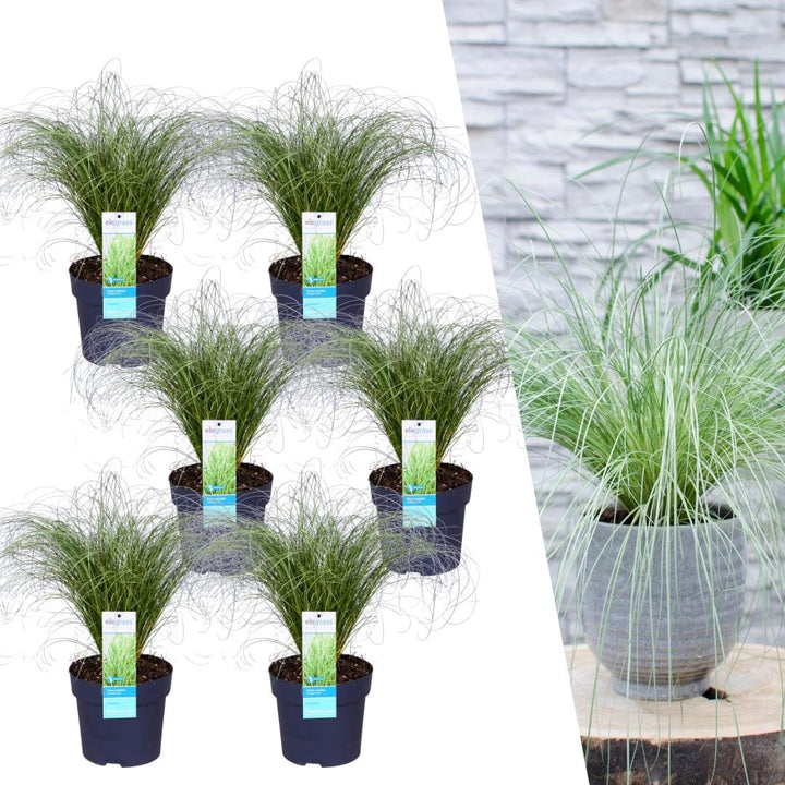 6 x Carex comans &