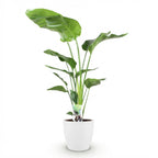 Strelitzia Nicolai, groene bladeren