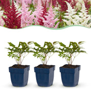 Pluimspirea Tricolour