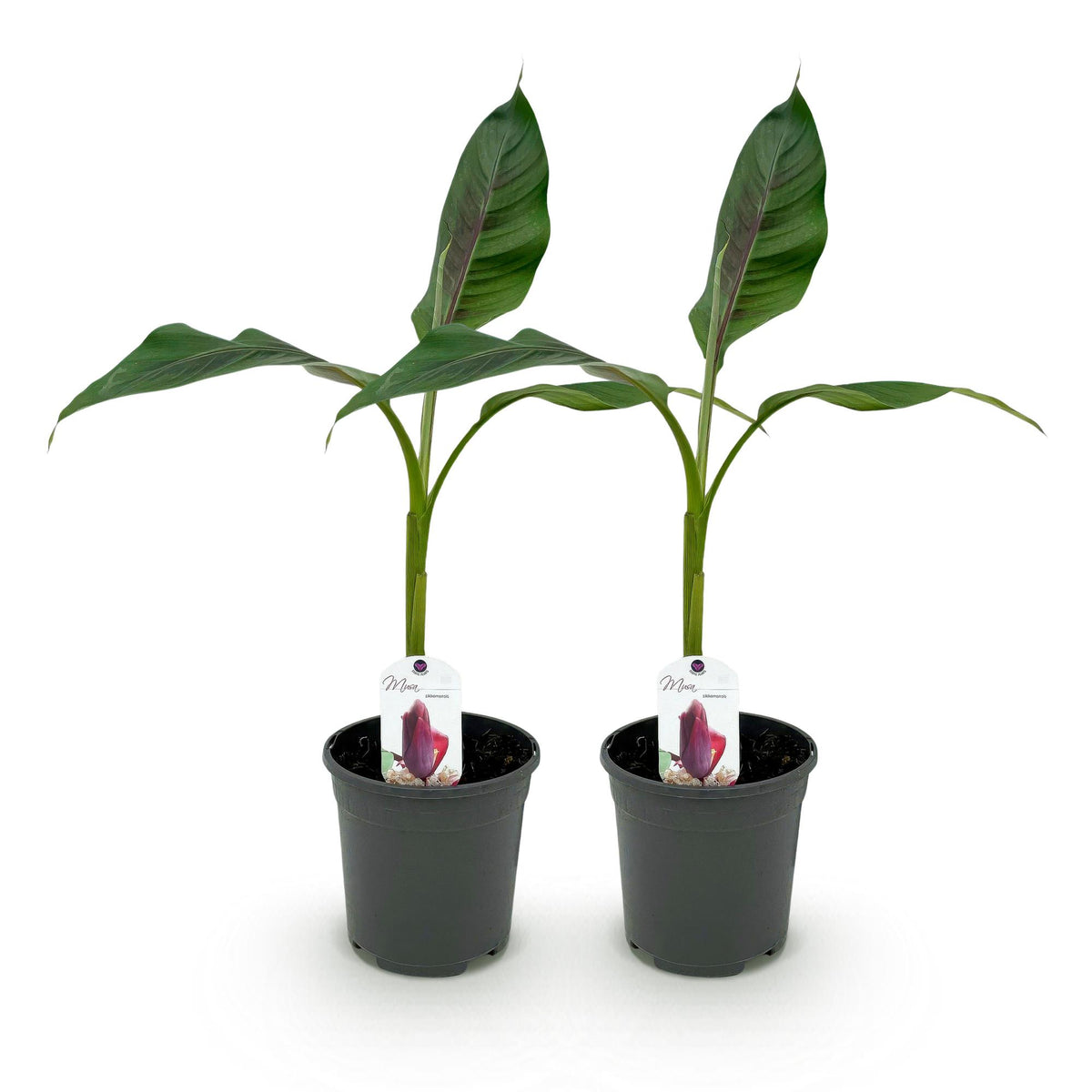 Bananenplant Musa sikkimensis Red Tiger, 40 cm hoog, detail van het blad