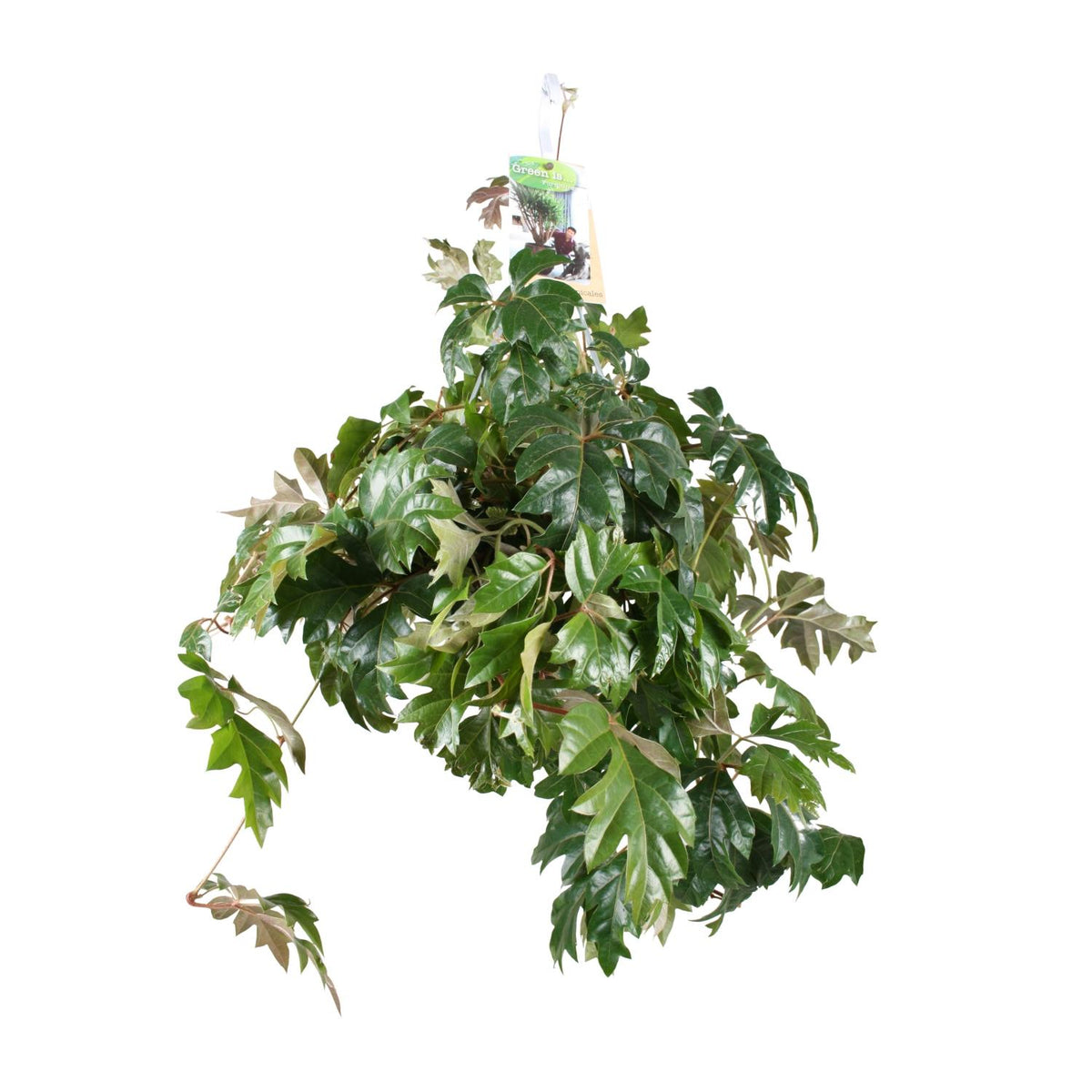 Productfoto van Cissus Rhombifolia Ellen Danica