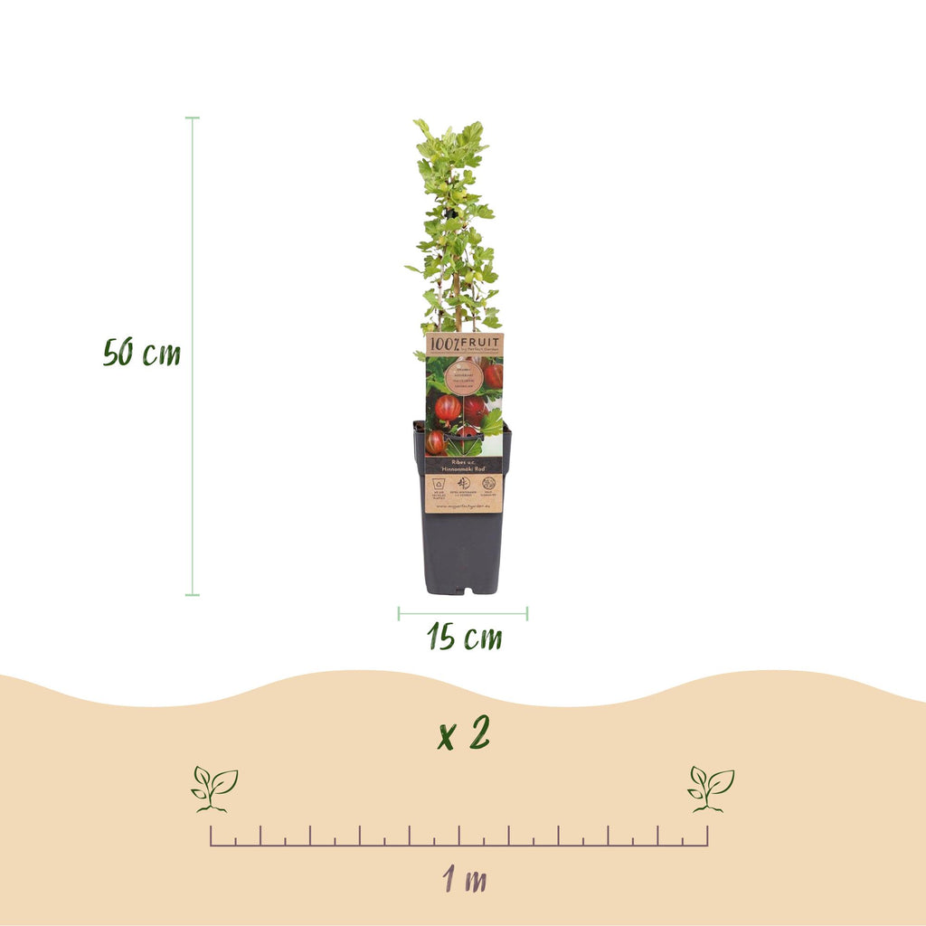 Kruisbes Hinnonmäki Rood, fruitgewas voor de tuin, kenmerkend blad