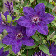 Clematis &