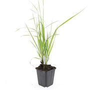 Calamagrostis acut. &