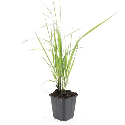 Calamagrostis acut. 'Karl Foerster', groene bladeren