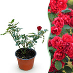 Rosa Rote The Fairy, plant in pot