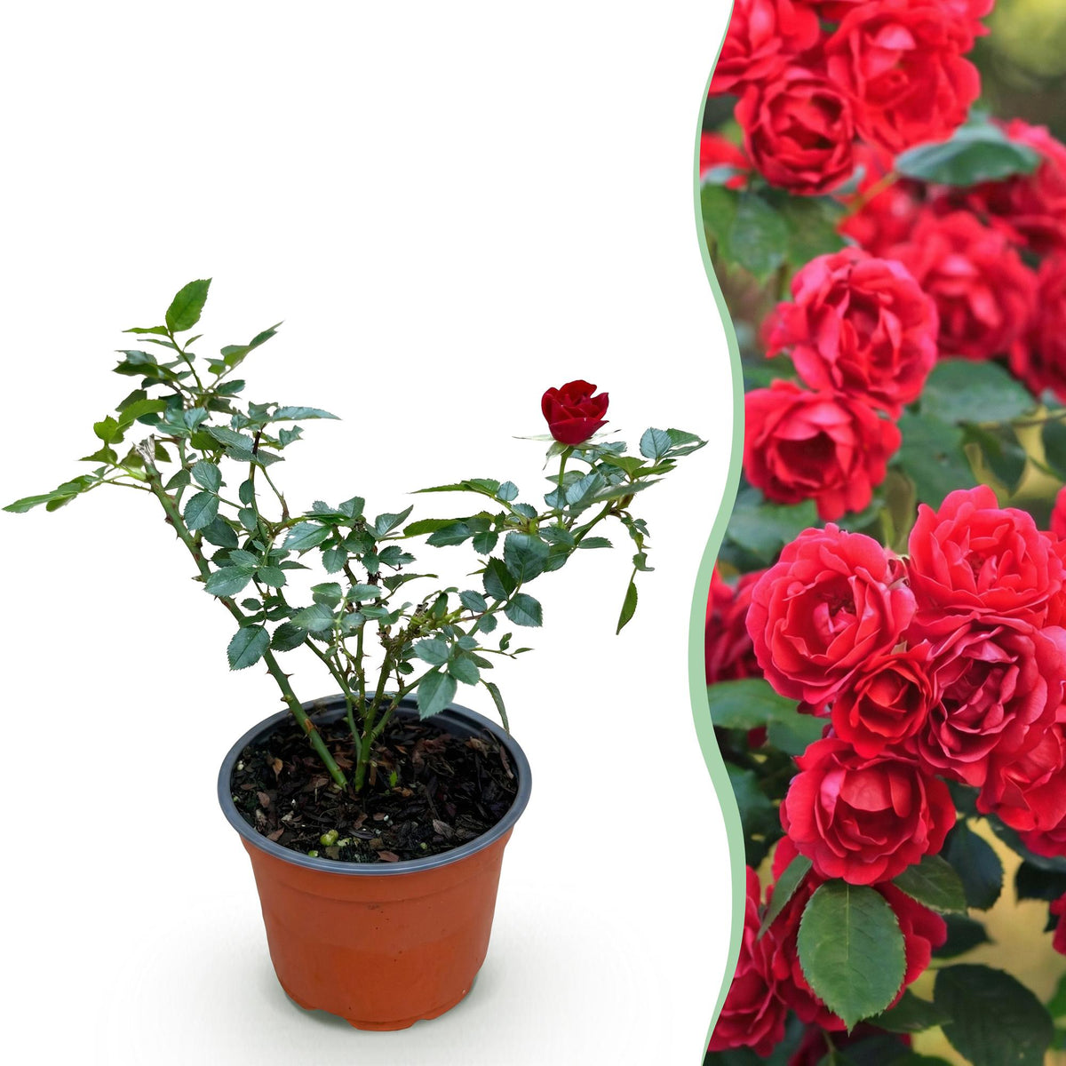 Rosa Rote The Fairy, plant in pot