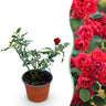 Rosa Rote The Fairy