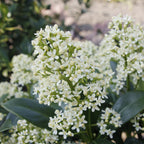 Skimmia japonica Finchy, groeiwijze van de plant