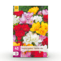 Freesia Double Mix, detail van het blad