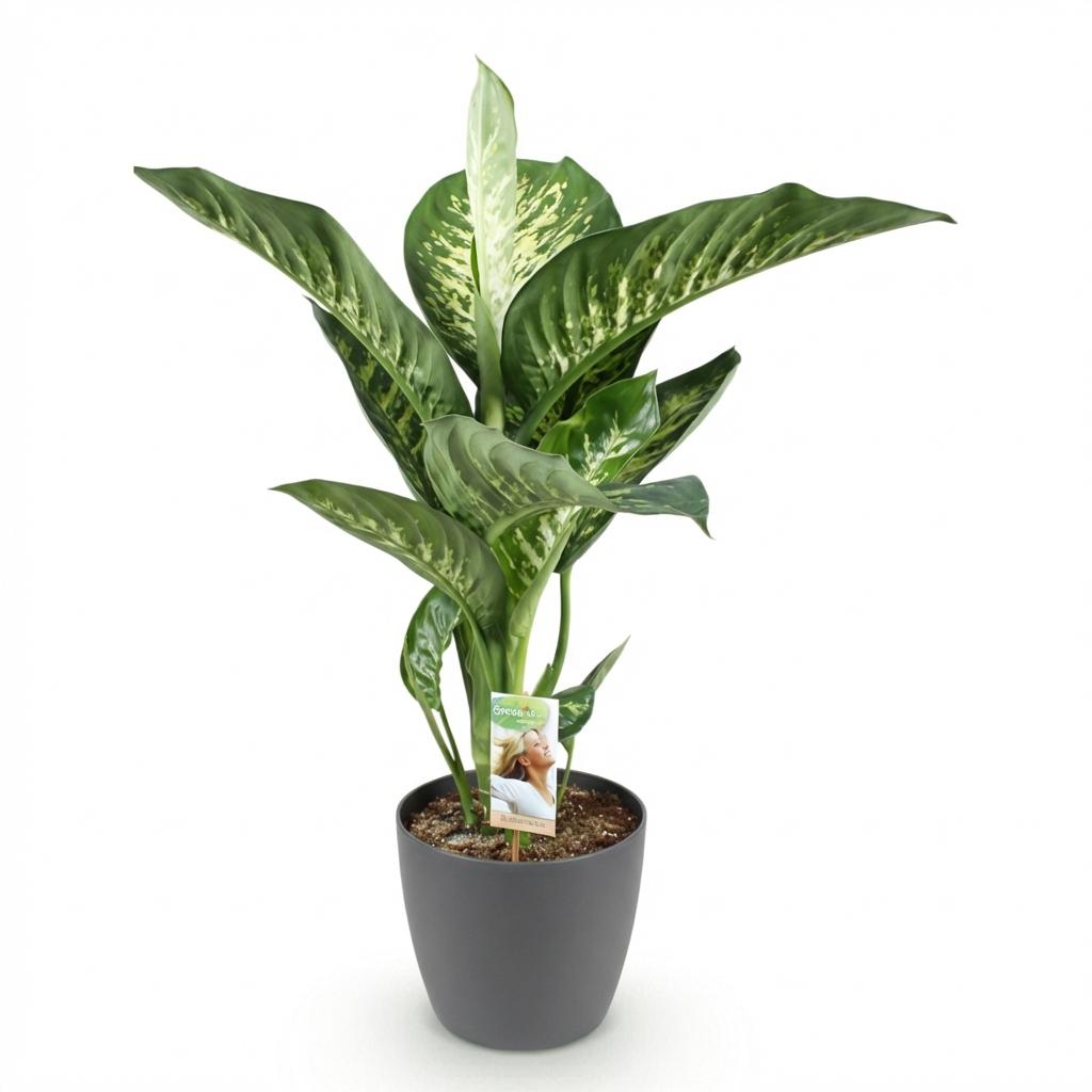 Diefenbachia Tropic Snow, groene bladeren