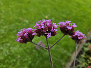 Verbena bon. &