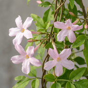 Jasminum x stephanense - roze jasmijn - Ø9 cm