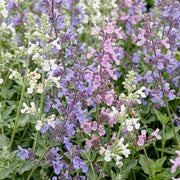 Kattenkruid Tricolour, 12x met paarse, roze en witte bloemen