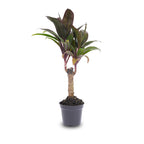 Cordyline 'Purple Compacta', mini-palm voor terrarium, kenmerkend blad