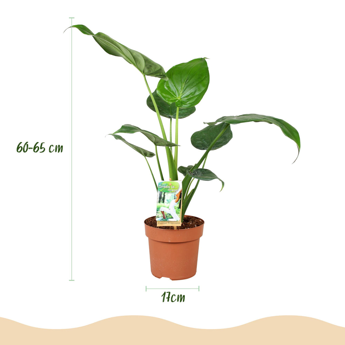 Alocasia Cucullata, 60-65 cm hoog, kenmerkend blad