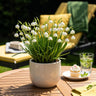 Leucojum Aestivum