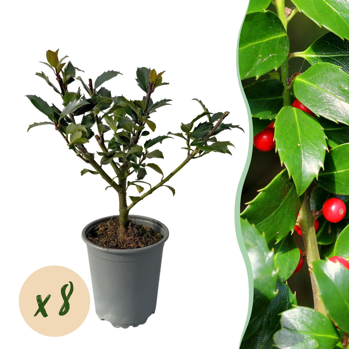 Ilex Blue maid, plant in pot